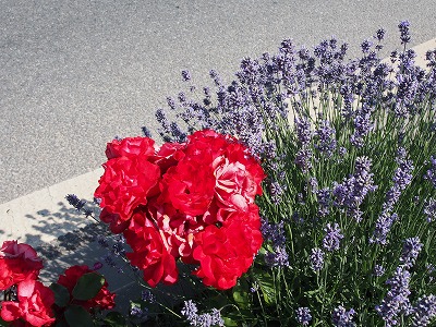 Bellsroom｜鈴木 三枝子の物語