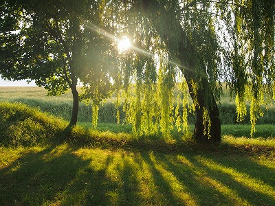 Bellsroom｜鈴木 三枝子の物語